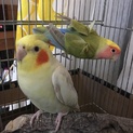 オカメインコ1羽・コザクラインコ1羽 里親募集‼︎