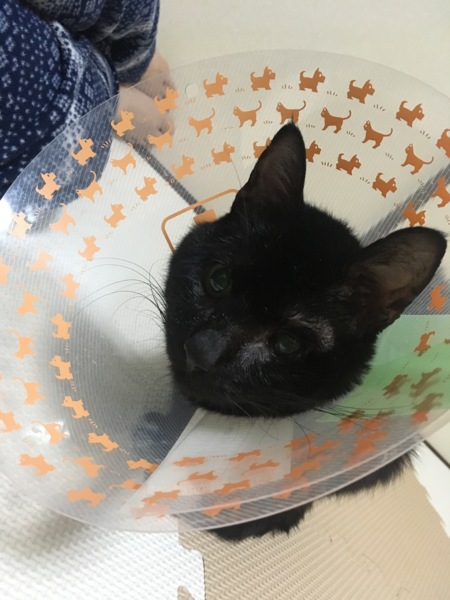 脳障害ねこさんとの暮らし方（相談#4134) :: ペットのおうち【月間利用 