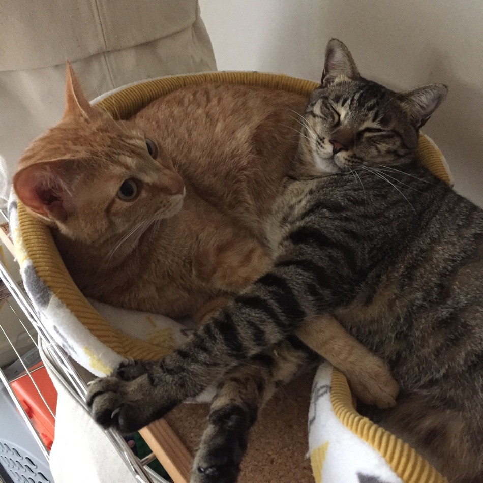 すーのカバー写真