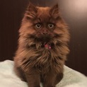モフモフ君