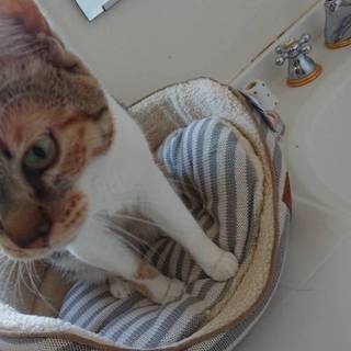 甘えん坊の可愛い三毛ちゃん