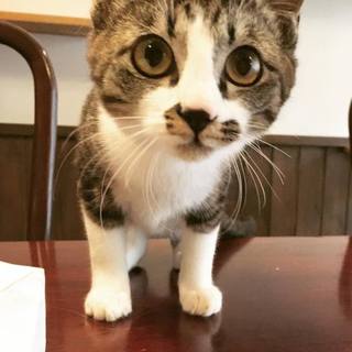 キジシロみつ子6ヶ月