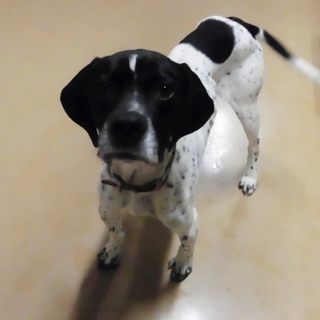 従順で人好きな若いポインター「タルト」くん