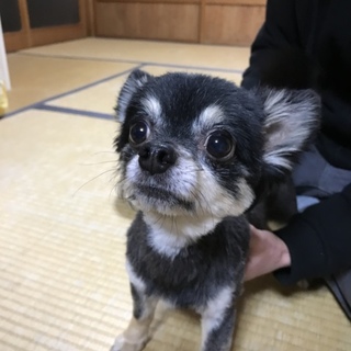 里親募集しています