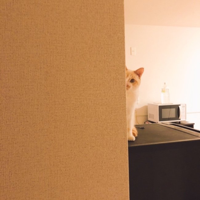 ntk08206のカバー写真