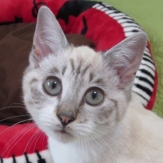 4/15銀座★チャルくん ★ゴロゴロすりすりの王子