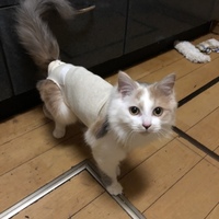 柚子