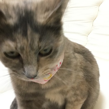 初めてのシャンプーで寿一化（by弱虫ペダル）。「俺は強い！」