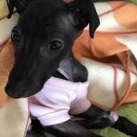 Sue