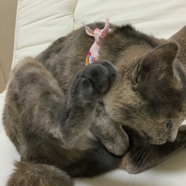 シャンプー後、自分の体ペロペロ。汚したわけじゃないのだけど（困）。