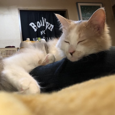 ネムネム