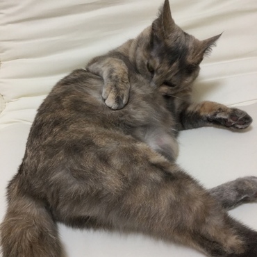 お腹もペロペロ・・・隠れおデブ、見つかった！