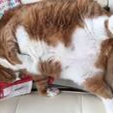 Mr.ウイグルスの写真