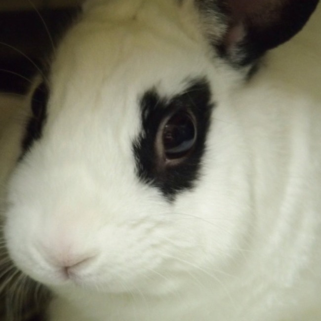 むらぴっぴのカバー写真