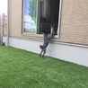イタグレシュナ さん