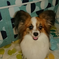 カート・コバーン