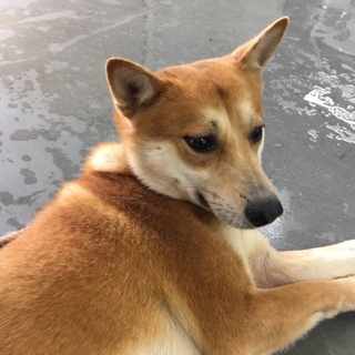 美しい毛並みのイケメンふく介君→お話進行中！