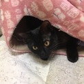 黒猫８ヶ月 ウニちゃん お風呂嫌がりません