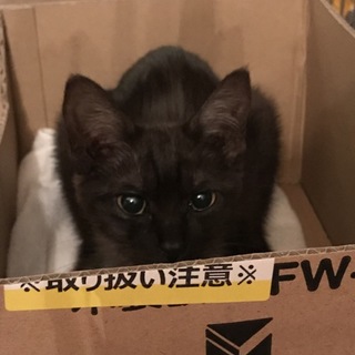 猫の里親募集