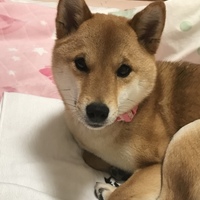 風花