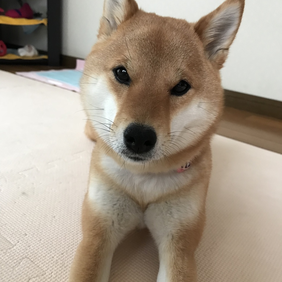 風花のカバー写真