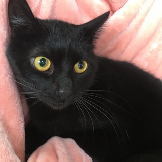 兄弟2匹一緒が安心(黒猫♂4歳)