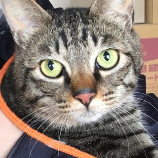 キジトラ3兄弟③