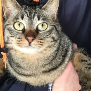 キジトラ3兄弟②