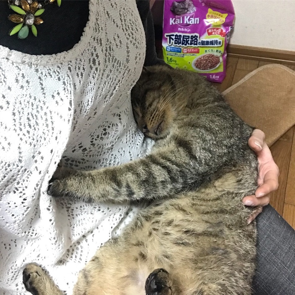 にゃおらすJr.のカバー写真