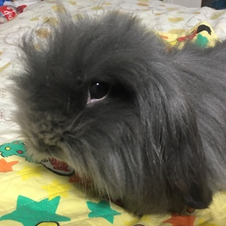 可愛いモコちゃん