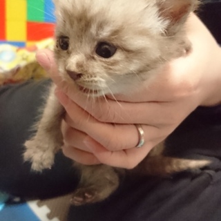 心優しい里親さん募集！