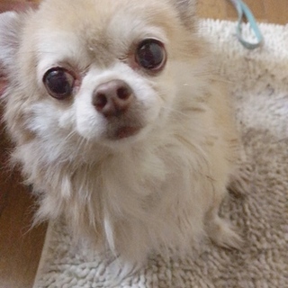 困っています。