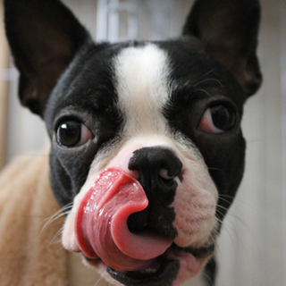 この子をよろしくお願いいたします