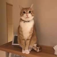 茶助（サスケ）