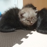 心優しい里親さん募集！ サムネイル4