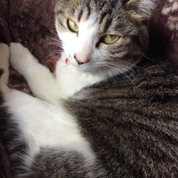 「久しぶりに猫」サムネイル2