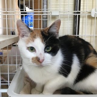 【4/22千葉市譲渡会】綺麗な三毛の子猫★ヒナ
