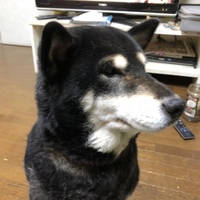 チェリー