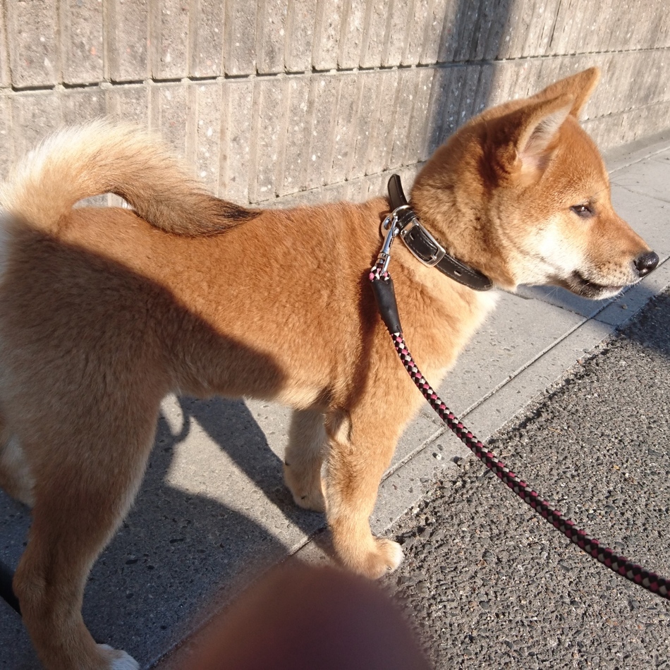 タロウのカバー写真