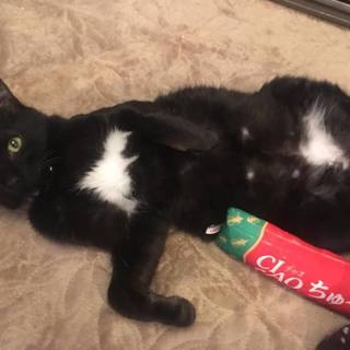 だっこ大好き膝のり黒猫