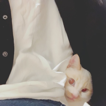 ひょっこりはん