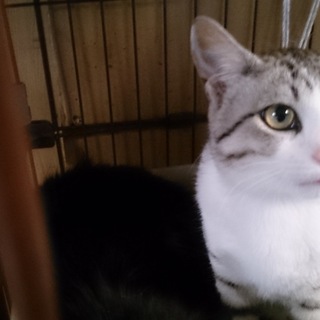 色白にくっきりシマ柄 イケメン 「シャー君」