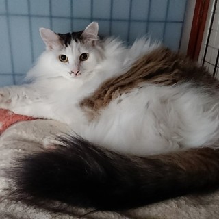 一旦停止☆りんごちゃん☆