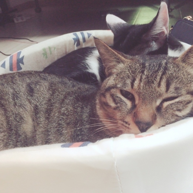 レオ麻呂のカバー写真