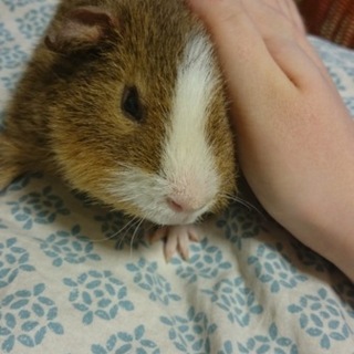 素敵な家族が見つかりました！