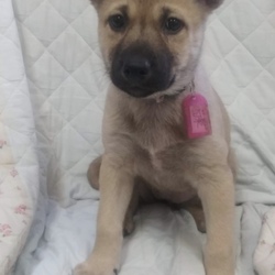 4月22日(日)に愛知県蒲郡市で子犬の譲渡会！ サムネイル2