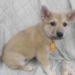 4月22日(日)に愛知県蒲郡市で子犬の譲渡会！ サムネイル3