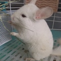 ホワイトのチンチラ君
