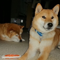 最初で最後のお祝い