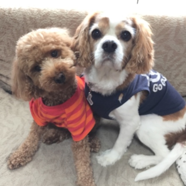 レオーンレオレオのカバー写真